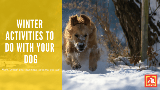 These freezing temps are not what us Southerners are used to, so a lot of us opt to stay inside and neglect getting out there with our dogs. For active breeds, this doesn't bode very well - they need a way to release that energy (unless you want your couch destroyed). So, here's your #realitycheck: you can still have fun with your dog in winter! Here are a few winter activities to do with your dog when the temps start dropping. | Dog Training In Your Home Myrtle Beach